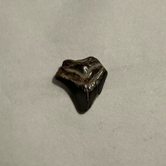 Fossilized Shark Teeth - Picture 7 of 10